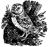 Copy from xylograph of Thomas Bewick "Owl" / Копия с ксилографии Томаса Бьюика "Сова". 85 х 92 мм
